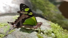 Graphium macleayanus