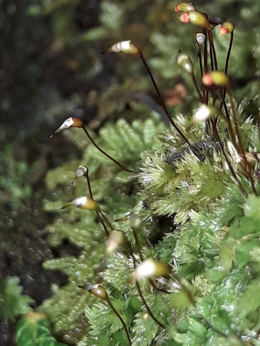 Leucobryum javense