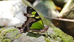 Graphium macleayanus