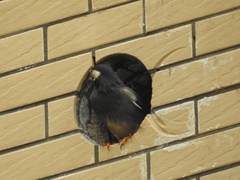 Spodiopsar cineraceus