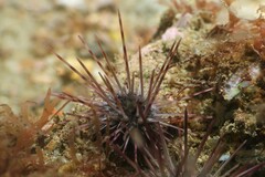 Euechinoidea