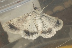 Syneora hemeropa