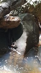 Graphium macleayanus