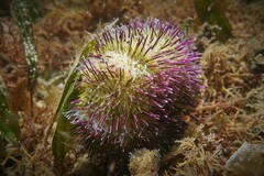 Euechinoidea