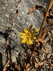 Grindelia integrifolia