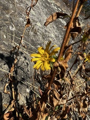Grindelia integrifolia