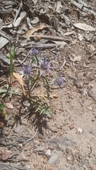 Eryngium pinnatifidum