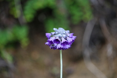 Primula capitata