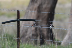 Stagonopleura guttata