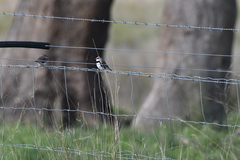 Stagonopleura guttata