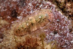 Rhyssoplax translucens