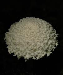Cystolepiota