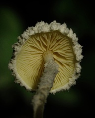 Cystolepiota