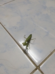 Hierodula patellifera