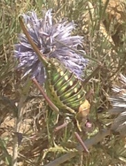 Parasteropleurus perezii