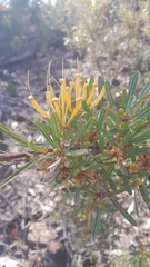 Lambertia multiflora