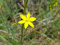 Bulbine bulbosa