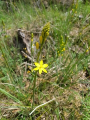 Bulbine bulbosa