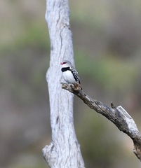Stagonopleura guttata