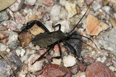 Acanthocephala