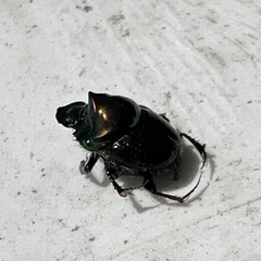 Onthophagus dandalu