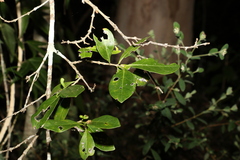Cyclophyllum coprosmoides
