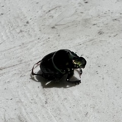 Onthophagus dandalu