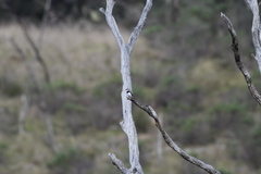 Stagonopleura guttata