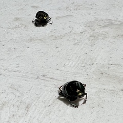 Onthophagus dandalu