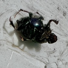 Onthophagus dandalu
