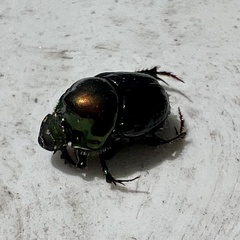 Onthophagus dandalu