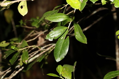 Cyclophyllum coprosmoides