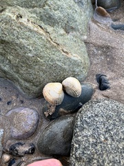 Cerastoderma edule