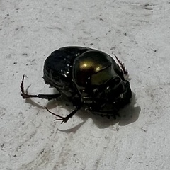 Onthophagus dandalu