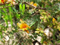 Pultenaea spinosa