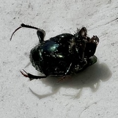 Onthophagus dandalu