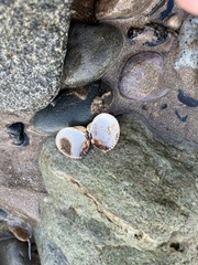 Cerastoderma edule