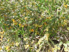Pultenaea spinosa