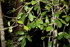 Cyclophyllum coprosmoides