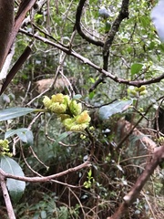 Hedycarya angustifolia