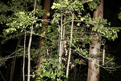 Cyclophyllum coprosmoides