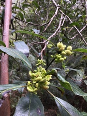 Hedycarya angustifolia