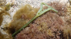 Metabonellia haswelli