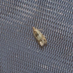 Crocidosema plebejana