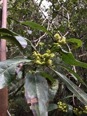 Hedycarya angustifolia
