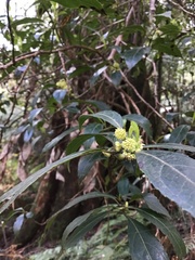 Hedycarya angustifolia
