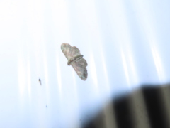 Pasiphila rectangulata