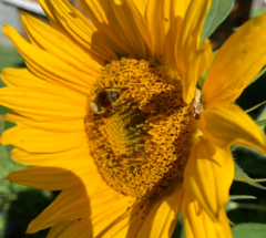Bombus huntii
