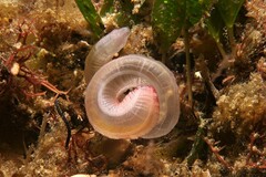 Leptosynapta dolabrifera
