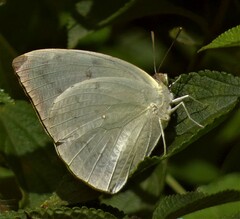 Catopsilia pomona